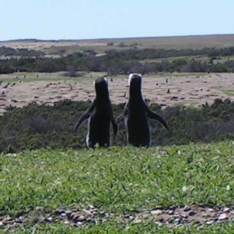 Foto pinguins bij Punta Tombo
